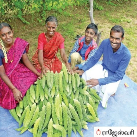 ₹ 3 Lakhs Profit in 160 days...Sweet Returns from Bitter Gourd!