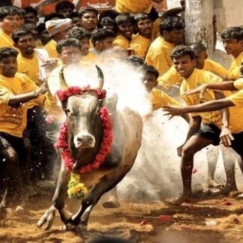 ஜல்லிக்கட்டில் யாருக்கும் முதல் மரியாதை இல்லை! - மதுரை மாவட்ட ஆட்சியர் திட்டவட்டம்