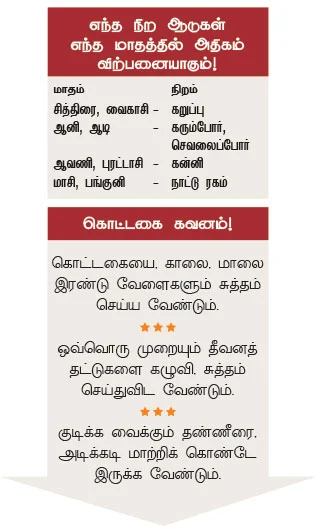 அருமையான லாபம் கொடுக்கும் ஆட்டுக்கிடா வளர்ப்பு..!