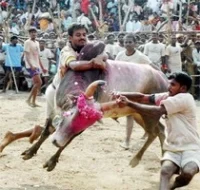 ஜல்லிக்கட்டுக்கு தடை விதிக்க உச்ச நீதிமன்றம் மறுப்பு!
