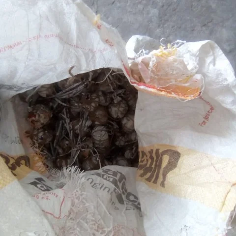 வீட்டிலேயே நாட்டு வெடிகள் தயாரிப்பு! - ரகசியத் தகவலால் சிக்கிய 3 பேர்