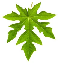மீண்டும் டெங்கு! தவிர்க்க... தப்பிக்க...