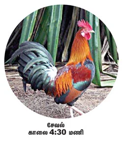 நேரம் சொல்லும் பறவைகள்!