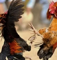 சேவல் சண்டைக்கு தடை: தமிழக அரசுக்கு நீதிமன்றம் உத்தரவு!