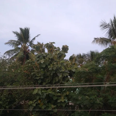 ’இறந்தவரின் சடலத்தைக் கொண்டு செல்ல முடியாமல் அவதிப்பட்டோம்' - உயர் மின்னழுத்தக் கம்பியால் அவதிப்படும் கிராம மக்கள்