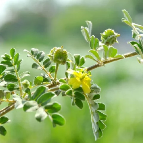 குழந்தையின்மை குறைபாட்டை இயற்கை முறையில் போக்குவது எப்படி?