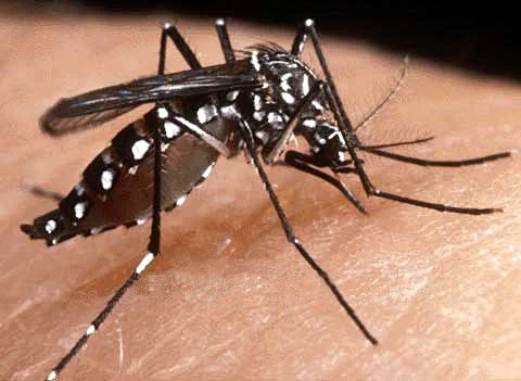 நெல்லையில் டெங்கு காய்ச்சலுக்கு 2 சிறுவர்கள் பலி: பீதியில் மக்கள்!