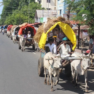 மாட்டு வண்டி பூட்டிக்கிட்டு ரங்கநாதர் தரிசனம்... மலைக்க வைக்கும் பக்தர்கள்! ( வீடியோ)