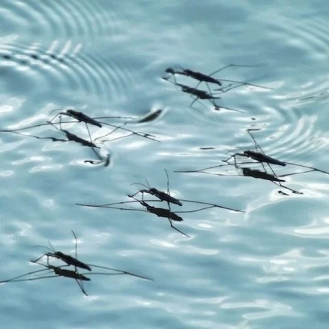 கொசுவுக்கு எதற்கு மனித ரத்தம் தேவைப்படுகிறது? #WorldMosquitoDay