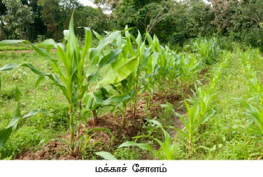 வெளிநாட்டு வேலைக்கு பூட்டு... இயற்கை விவசாயத்துடன் கூட்டு...