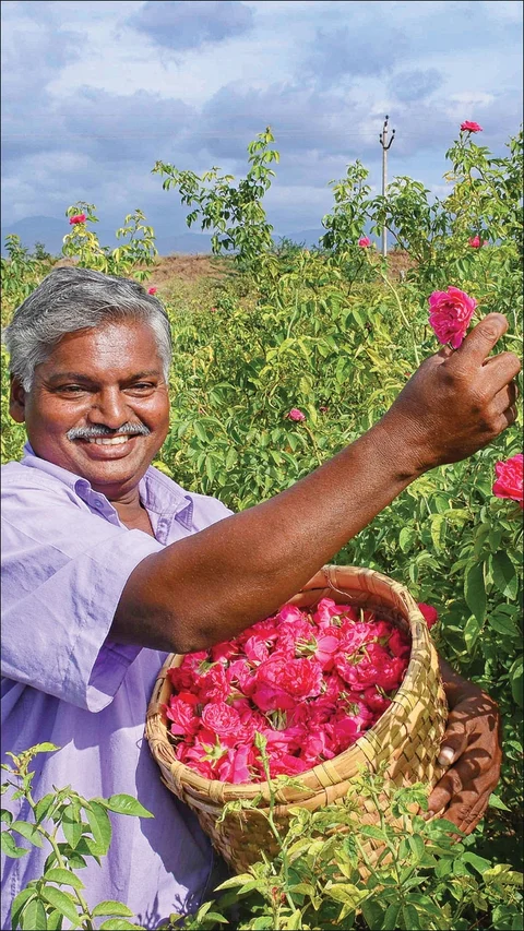 50 சென்ட் ரோஜா... 50 சென்ட் அரளி... மாதம் ரூ 25,000!