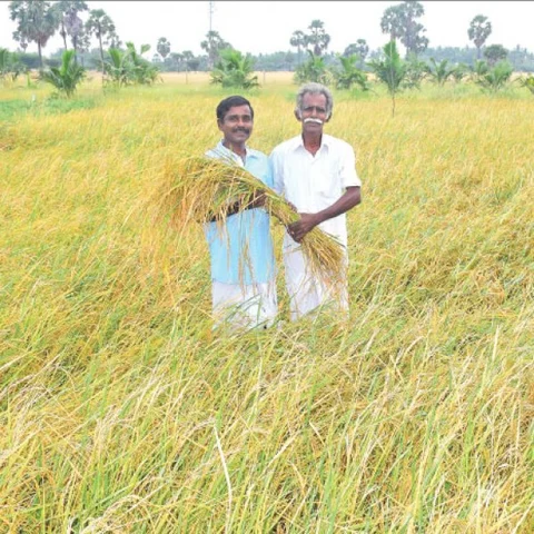 பூங்கார் கொடுத்த பரிசு! - 1 ஏக்கர்... 90 நாள்கள்... 1,813 கிலோ நெல் மகசூல்!