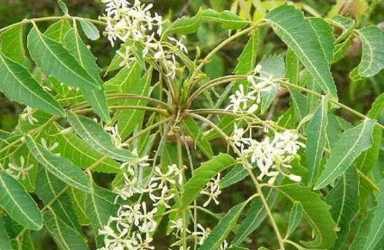 சரும நோய்களுக்கு மருந்தாகும் வேம்பு!