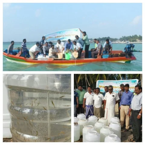 கடலில் விடப்பட்ட 9 லட்சம் இறால் மீன் குஞ்சுகள்! - மீனவர்கள் வாழ்வாதாரம் காக்க நடவடிக்கை