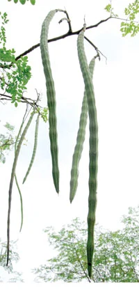 ஜீரோ பட்ஜெட் முருங்கை