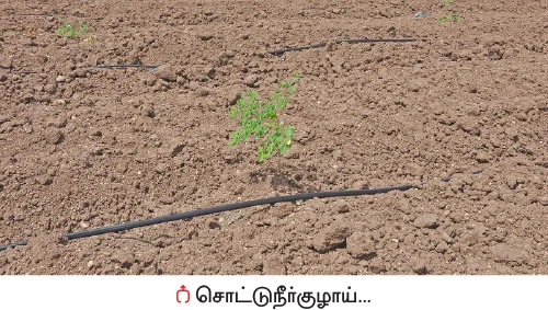 முத்தான வருமானம் கொடுக்கும் முருங்கை!