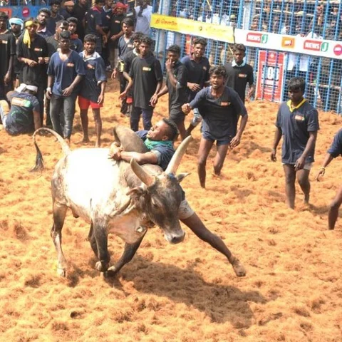 ‘13 தங்கக்காசு, கன்றுக்குட்டி, மொபைல் போன்’ - ஈரோடு ஜல்லிக்கட்டில் கலக்கிய மதுரை இளைஞர்!