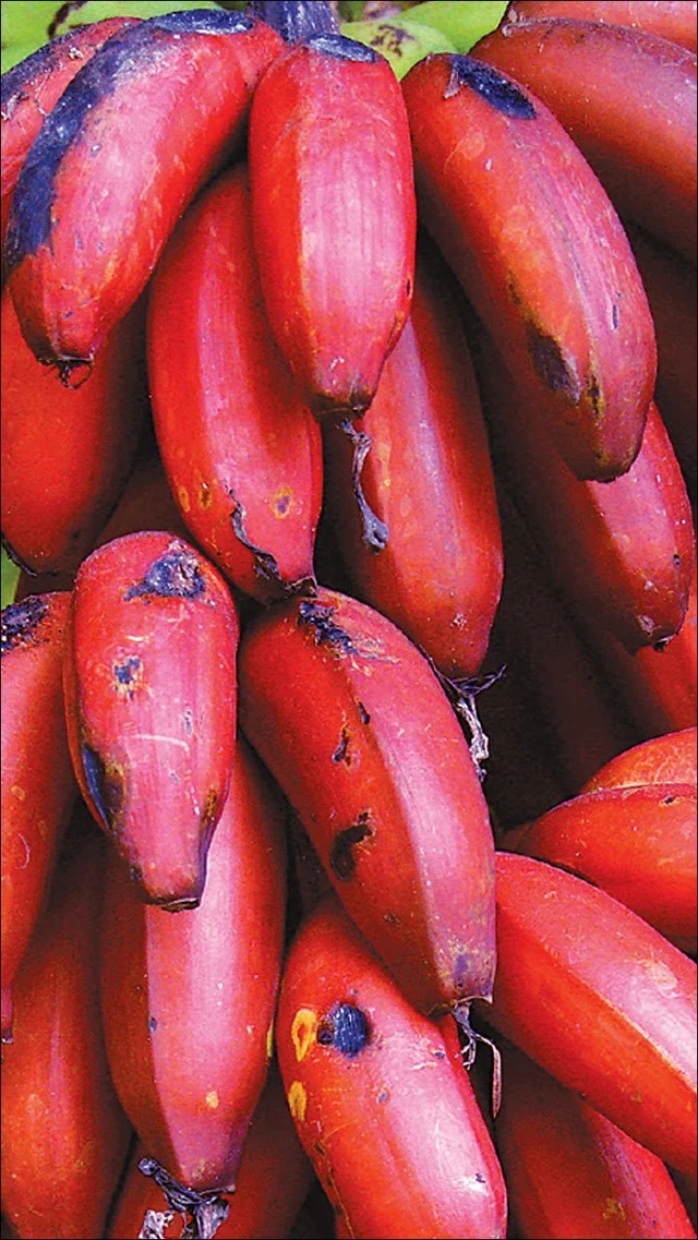 சுறுசுறுப்புக்கு உதவும் செவ்வாழை