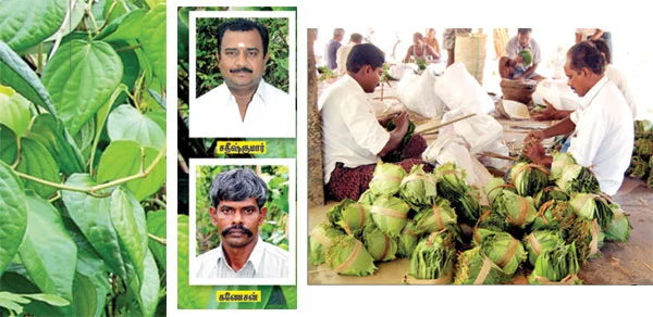 எடைக்கு எடை வெத்தலை!