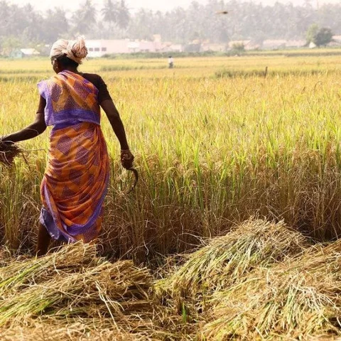 `மீண்டும் மொபைல் நெல் கொள்முதல்’ - விவசாயிகள் வலியுறுத்தல்!