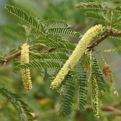 சீமைக் கருவேல மரங்களை அகற்ற உத்தரவு