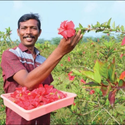 ₹ 3,48,000 from 3 ½ Acres... Prosperous Income from Hibiscus
