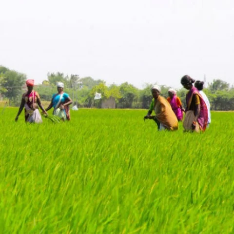 'அரிசி, கோதுமையால் இந்திய உணவுத் தேவையை பூர்த்தி செய்ய முடியாது!' -சர்வதேச விஞ்ஞானிகள் குழு