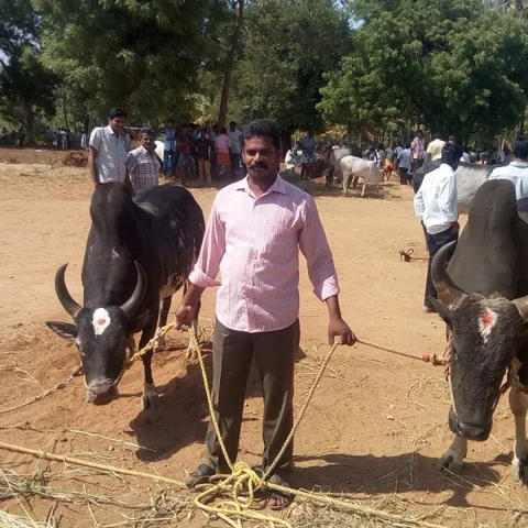 ``போராட்டத்துக்குப் பின்னர் அதிகரித்த ஆர்வம்!” - தீவிரப் பயிற்சியில் ஜல்லிக்கட்டுக் காளைகள்