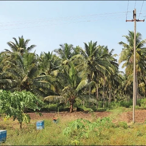10 Lakhs per Annum, Organic Farm Thriving at Zero Budget!