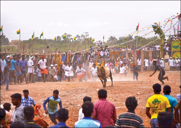 பொங்கல் சிறப்பிதழ்: 5 நிமிட வாசிப்பில் ஆனந்த விகடனின் 11 அசத்தல்கள்!