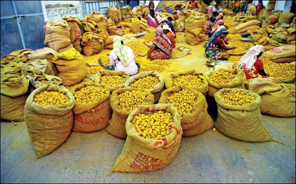 Agri Export for abundant income… Successful strategies! Part 8
