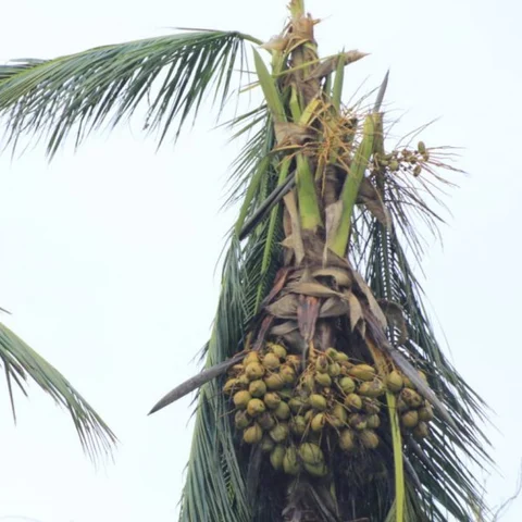 `நிதி இருந்தும் மத்திய அரசு கஜா புயல் நிவாரணத்துக்குப் போதிய நிதி ஒதுக்கவில்லை!’ - தமிழக அரசு குற்றச்சாட்டு