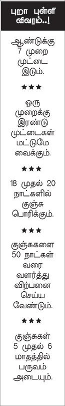 ஆண்டுக்கு ரூ. 2,00,000 ஜோரான வருமானம் தரும் ஜோடிப்புறா!