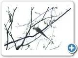 உண்மையே அழகு... அழகே உண்மை: வீ.நாகமணி