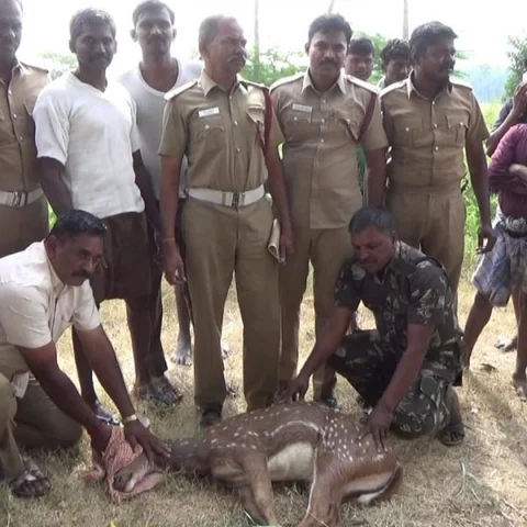 விருதுநகர் அருகே கிணற்றுக்குள் விழுந்த மானை வனத்துறையினர் போராடி மீட்டனர்!