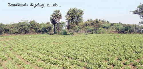 ஒரு ஏக்கர்... 5 மாதம்... 77 ஆயிரம் லாபம்...