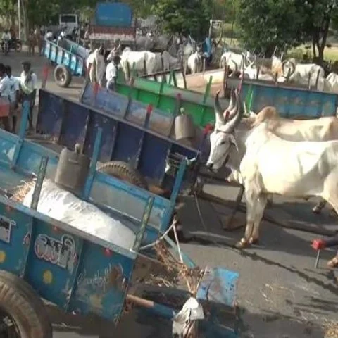 `300 குடும்பங்களின் கதறல் உங்கள் காதில் விழவில்லையா?’ - மாட்டு வண்டித் தொழிலாளர்கள் கண்ணீர்