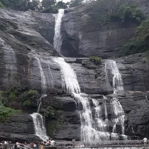 `குற்றாலம் அருவியில் தண்ணீரோடு விழுந்த மலைப்பாம்பு!’ - பொதுமக்கள் அலறியடித்து ஓட்டம்