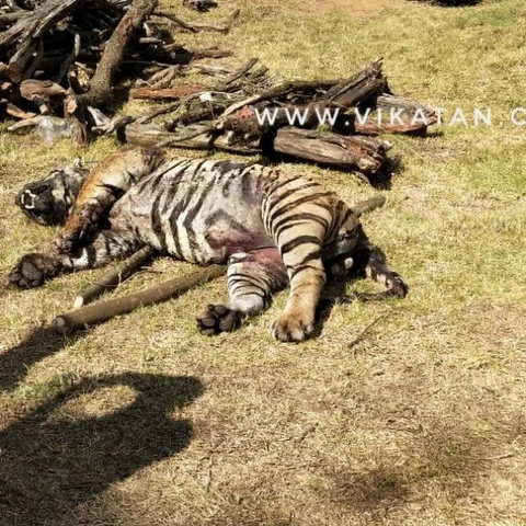 மேகமலையில் ஆண் புலி உயிரிழப்பு! – வனத்துறை உயர் அதிகாரிகள் நேரில் ஆய்வு