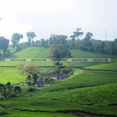 மேகமலையில் புலிகள் கணக்கெடுப்பு! - வன விலங்கு ஆர்வலர்கள் புறக்கணிப்பு