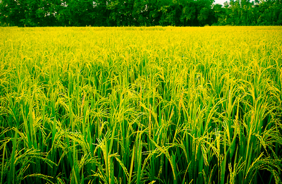 வறட்சி இந்த விவசாயியிடம் ஏன் தோற்றுப்போனது தெரியுமா?! #WhereIsMyGreenWorld