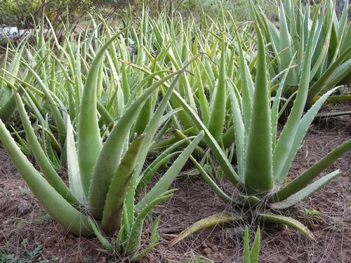 உங்கள் வீட்டில் இருக்கா 15 மூலிகைகள்?