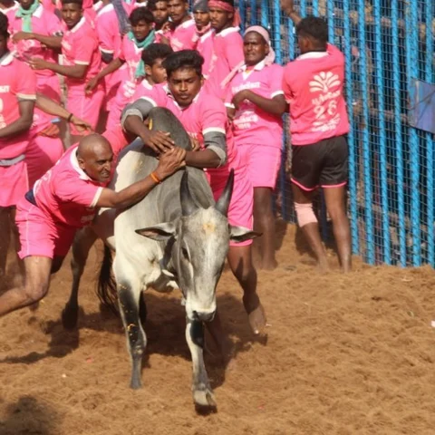 `அவனியாபுரம் ஜல்லிக்கட்டு பிரச்னைகள் இல்லாமல் சிறப்பாக முடிந்தது' - மாவட்ட ஆட்சியர்!
