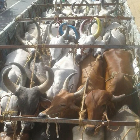 தண்ணீர் இல்லாமல் தவித்த மாடுகள் கண்ணீர் வடிக்கும் சோகம் !