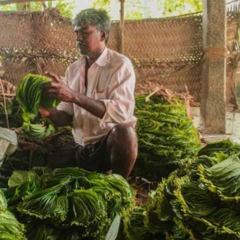 பொங்கல் பண்டிகை - அதிகரித்த வெற்றிலை ஏற்றுமதியால் மகிழ்ச்சியில் விவசாயிகள்!