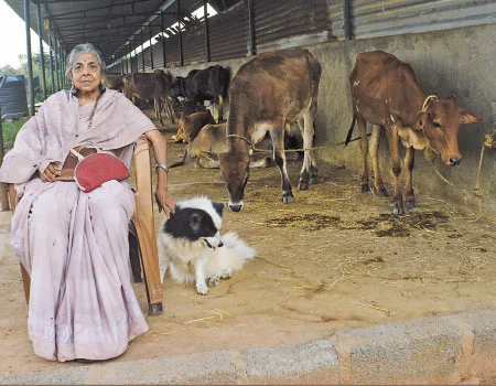 ஆயிரம் பசுக்களைத் தத்தெடுத்த அபூர்வ தாயுள்ளம்!