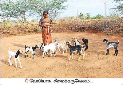 சீமைக் கருவேலமரம்... அத்தனை ஆபத்தானதா?
