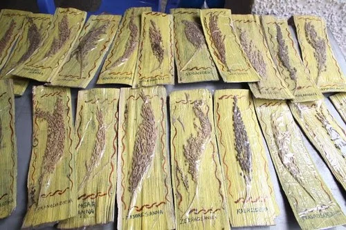 இயற்கை விவசாயம்...பாரம்பரிய விதை...நம்பிக்கையளிக்கும் இளைஞர்கள்!