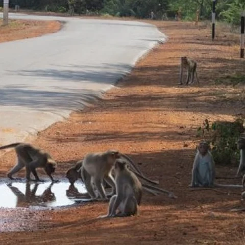 சரணாலயத்தில் வனவிலங்குகள் குடிநீருக்காக அலையும் பரிதாபம்!