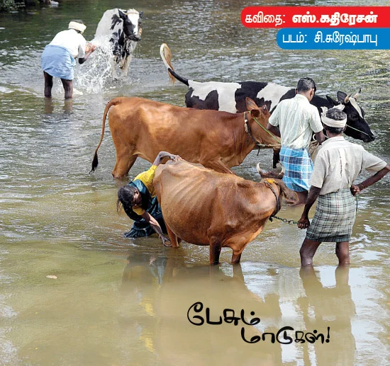 பேசும் மாடுகள்!